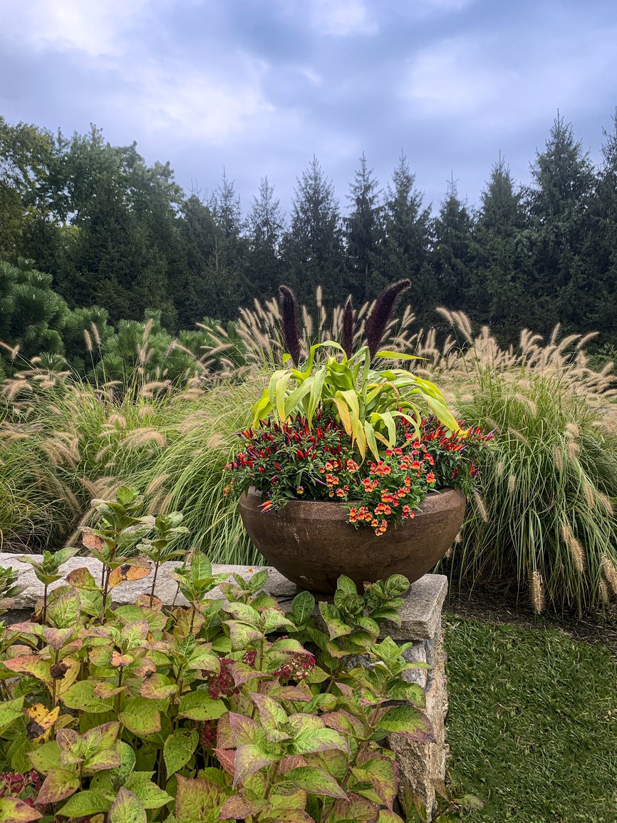 PlanterAutumn grasses