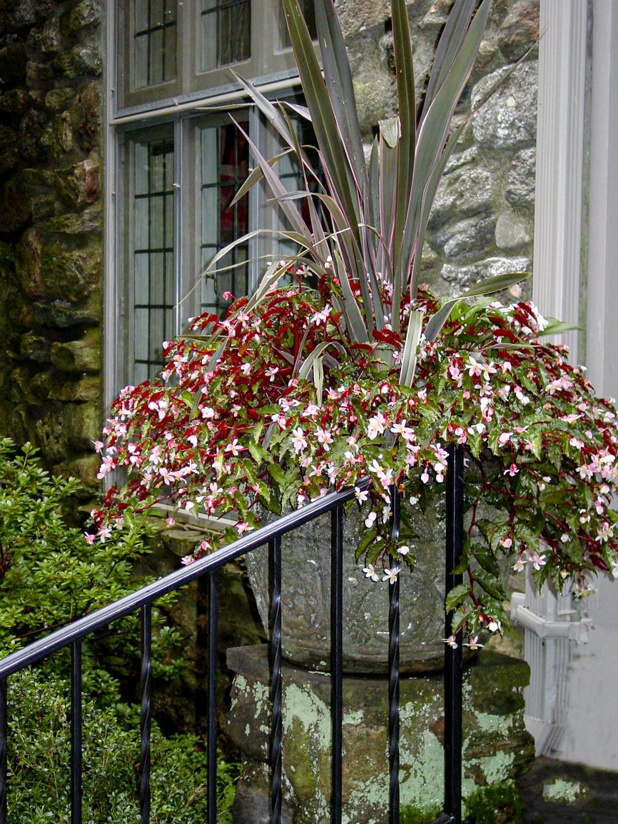 PlanterBegonia