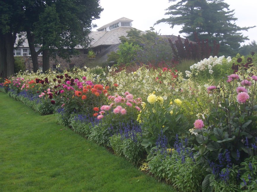 dahlia en masse